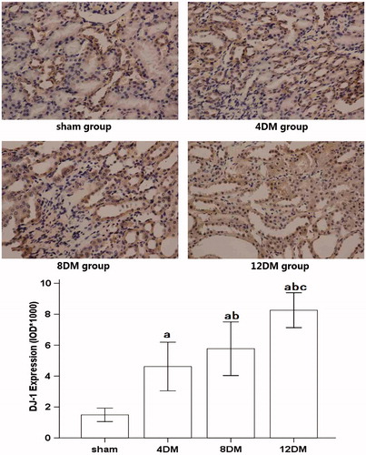 Figure 5. Expression of DJ-1 in renal tissues assessed by immunohistochemistry (SP ×400). Values (mean ± SD) were obtained for each group of eight animals. ap < 0.05 compared to the values of normal rats (sham). bp, cp < 0.05 compared to the values of diabetic rats after 4 weeks and 8 weeks (4DM, 8DM), respectively.