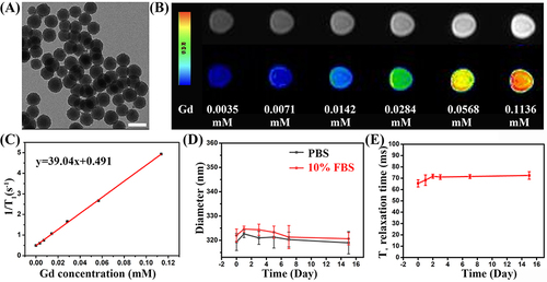 Figure 1 (A) TEM image of Gd-MCNs; (B) T1-weighted and pseudo color image of Gd-MCNs with various concentrations; (C) T1 relaxivity determination of Gd-MCNs; (D) the hydrodynamic diameter changes of Gd-MCNs in PBS and 10% FBS with time passing by; (E) MRI signal intensity change of Gd-MCNs during 15 days. The scale bar illustrates 200 nm.