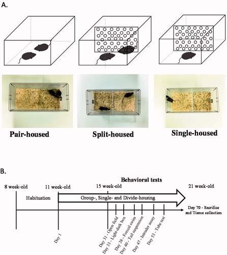 Figure 2. Three different housing conditions and the experimental schedule. (A) Male mice were housed in three different conditions: pair-, split-, and single-housing conditions. (B) Schematic diagram of the experimental schedule.