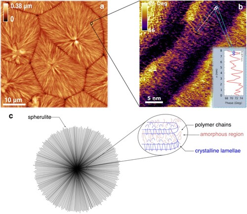 Figure 1. Surface morphology of PVDF at the micro-, nanometre and sub-nanometre scale. (a) AFM height image performed at a scan range of 50 µm, which shows the spherulites characterizing the PVDF microstructure. (b) High-resolution AFM height image showing chains organization within a spherulite at the sub-nanometre scale. (c) Schematic illustration of the spherulites structure.
