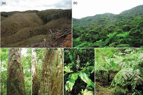 Figure 1. Photographs of Yambaru forests and tree species. (a) deforested land, (b) evergreen Castanopsis sieboldii forests, (c) typical bark of Distylium racemosum with brown and dull green patches, (d) typical bark of C. sieboldii with vertical breaks, (e) the understory indicator Alpinia intermedia, and (f) the understory indicator Cyathea podophylla.