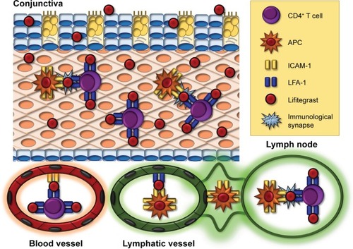 Figure 1 Mechanism of action of lifitegrast.