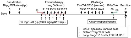 Figure 1. Schematic showing the study design and immunotherapy model. Mice were sensitized with ovalbumin (OVA) (10 μg) on day 7, then given 1-MT and kynurenine (KYN) intraperitoneal (i.p.) before a boost with OVA on the indicated day (1 μg). Mice were sacrificed on the day after the last challenge with 10% OVA.