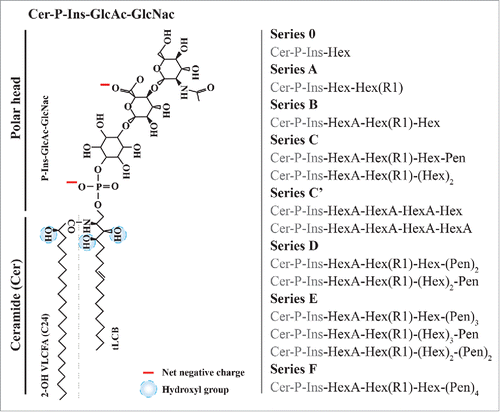 Figure 1. Structure of the different polar heads of plant GIPCs. A, Tobacco GIPC of the series A, hydroxyl groups and net negative charges are indicated Citation14,Citation9; B, Polar head variability of plant GIPCs. GIPC series bearing from one (series 0) to 7 saccharide units (series F). Abbreviations are as follow: Ins: Inositol; Cer: ceramide; FA: Fatty Acid; Gal: galactose; GlcA: glucuronic acid; GlcN: glucosamine; Hex: hexose; (hVLC)FA: (hydroxylated very long chain) fatty acid; LCB: Long Chain Base; Pen: pentose.