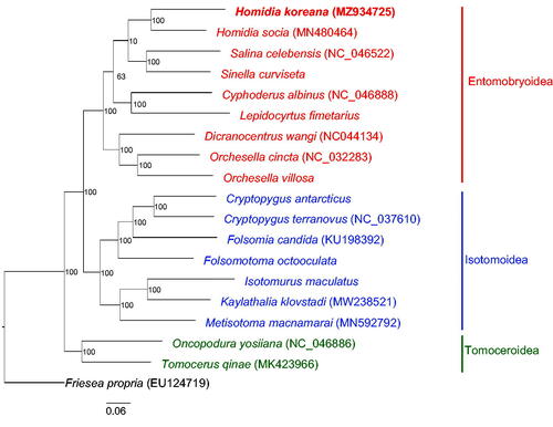 Figure 1. Bayesian inference (100,000 generations) tree showing phylogenetic relationships among 18 Entomobryomorpha species was constructed based on 13 mitochondrial protein-coding genes sequences. A Poduromorpha, Friesea propria was used as outgroup. Homidia koreana in bold is the result obtained in this study. Posterior probability is shown at nodes.