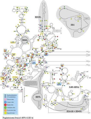 Figure 5. Localization of Nms and ψs in the secondary structure of T. brucei LSUα rRNA. Boxes highlighted in blue show the Nm sites whose level is increased in BSF (>10% compared to PCF) and those in yellow show the hypermodified pseudouridines (ψ) [Citation20]. T. brucei specific Nm (not detected in T. cruzi or L. donovani Cryo-EM studies) are indicated by an asterisk (*).