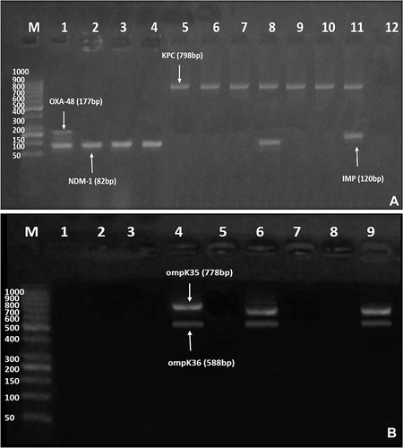Figure 2 (A and B) Gel electrophoresis of multiplex polymerase chain reaction (PCR) amplified products for carbapenemase-encoding and outer membrane porin genes amongst ceftazidime/avibactam-resistant isolates. (A) blaNDM−1 (82 bp), blaIMP (120 bp), blaOXA-48 (177 bp), and blaKPC (798 bp). Lane M: DNA Ladder (1000 bp); Lane 1: positive result for both blaOXA-48 and blaNDM−1; Lanes 2–4: positive result for blaNDM-1; Lanes 5–10: positive result for blaKPC; Lane 8: positive result for both blaKPC and blaNDM−1; Lane 11: positive result for both blaKPC and blaIMP; and Lane 12: negative control. (B) ompK35 (778 bp), and ompK36 (588 bp). Lane M: DNA Ladder (1000 bp); Lanes 1, 2, 3, 5, and 7: negative result for both ompK35 and ompK36; Lanes 4 and 6: positive result for both ompK35, and ompK36; Lane 8: negative control for both ompK35 and ompK36; Lane 9: Klebsiella pneumoniae (ATCC 13883) positive control that harbors both ompK35, and ompK36.