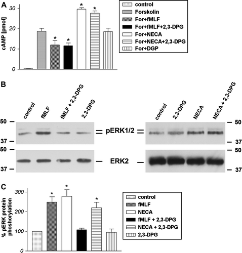 Figure 5.  Inhibition of formyl peptide receptor activity by 2,3-DPG in HT29 cells. For analysis of inhibition of forskolin-stimulated adenylate cyclase activity (A), HT29 cells were subjected to 10 µM forskolin and 1 µM fMLF or NECA with or without 5 mM 2,3-DPG or alone for 15 min at 37°C. cAMP levels were determined as described above (see Materials and methods). Values represent mean±SD from four independent experiments. An asterisks indicates a significant difference (*, p<0.05) between forskolin or forskolin with plus 2,3-agonists as determined using ANOVA followed by the Bonferroni test. For analysis of ERK1/2 phosphorylation (B), HT29 cells were treated with 1 µM fMLF or NECA with or without 5 mM 2,3-DPG or alone for 5 min at 37°C. The cells were lysed, equal amounts of protein (5 µg) were resolved by the SDS sample buffer, and the levels of total ERK2 and phosphorylated ERK1/2 were determined using immunoblotting. The positions of phospho-ERK1/2 (pERK1/2) and total ERK2 (ERK2) are indicated on the middle. The positions of molecular mass markers are indicated on the left and right (in kDa). The mean±SD of the three independent experiments from (B) was evaluated using densitometric quantification (C). An asterisk indicates a significant difference (*, p<0.05) compared to controls using ANOVA followed by the Bonferroni test.