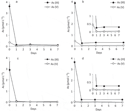 Figure 1 Concentration of arsenite [As(III)] and arsenate [As(V)] in the liquid phase of soil slurries incubated under oxic condition. Data from soil slurries prepared from (a) unsterilized soil A, (b) γ-ray irradiated soil A, (c) unsterilized soil B and (d) γ-ray irradiated soil B are shown. Symbols represent the mean values obtained for duplicate determinations, and bars indicate range of values. The absence of bars indicates that the error is smaller than the symbol. As, arsenic.