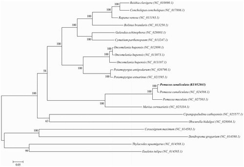 Figure 1. Phylogenetic tree generated by the maximum-likelihood method based on the complete mitochondrial genomes. The published sequences in GenBank adopted are Reishia clavigera (NC_010090.1), Concholepas concholepas (NC_017886.1), Rapana venosa (NC_011193.1), Bolinus brandaris (NC_013250.1), Galeodea echinophora (NC_028003.1), Cymatium parthenopeum (NC_013247.1), Oncomelania hupensis (NC_012899.1), Oncomelania hupensis (NC_013073.1), Oncomelania hupensis (NC_013187.1), Potamopyrgus antipodarum (NC_020790.1), Potamopyrgus estuarinus (NC_021595.1), Pomacea canaliculata (KU052865), Pomacea canaliculata (NC_024586.1), Pomacea maculata (NC_027503.1), Marisa cornuarietis (NC_025334.1), Cipangopaludina cathayensis (NC_025577.1), Obscurella hidalgoi (NC_028004.1), Ceraesignum maximum (NC_014583.1), Dendropoma gregarium (NC_014580.1), Thylacodes squamigerus (NC_014588.1), Eualetes tulipa (NC_014585.1).