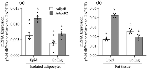 Figure 8. Distinct profile of AdipoR1 and AdipoR2 mRNA expression between epididymal (Epid) and subcutaneous inguinal (Sc Ing) adipocytes (a) and fat depots (b). Different letters denote statistical significance (p < 0.05). Two-way ANOVA, n = 5