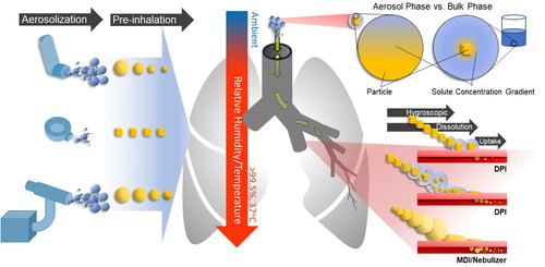 Figure 1. Dynamic behavior of inhaled pharmaceutical aerosol from aerosolization, through inhalation and to deposition. (Left) The source of the API will dictate the phase of the droplet/particle at the point of aerosolization. (Center) Upon entering the respiratory system, the API containing aerosol will experience a dramatic change in environmental conditions, from ambient to warm and humid. (Right) The exposure of the aerosol to the humid conditions in the lungs will result in the particle/droplet taking up water. For liquid aerosol droplets (e.g., MDI/nebulizer), they will simply undergo hygroscopic growth, where the amount of water taken up will affect total and regional deposition. For dry aerosol particles (e.g., DPI), they will take up water; the amount of water that the dry particles take up may result in partial or complete dissolution prior to deposition.