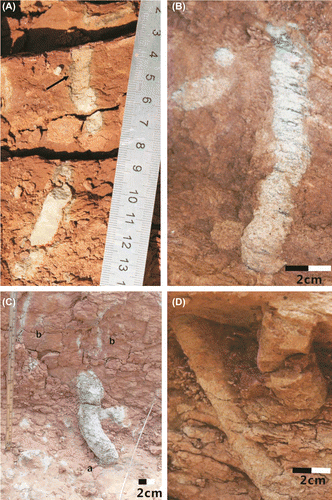 Figure 4. Occurrence characteristics of Palaeophycus in the Upper Cretaceous of Xixia Basin. (A) P. sulcatus, (B) P. striatus, (C-a) Palaeophycus cf. sulcatus, (C-b) Rhizoliths, (D) P. megas.
