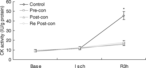 Figure 2.  Line graph showing plasma creatine kinase (CK) activity during the course of experiment. Base = baseline; Isch = end of ischemia; Pre-con = Ischemic Preconditioning; Post-con = Ischemic Postconditioning; R3h = 3 h of reperfusion; Re Post-con = Remote Postconditioning. Plasma CK activity at 3 h of reperfusion was significantly lower in Pre-con, Post-con and Re Post-con than that in Control. There was no statistical difference between Pre-con, Post-con and Re Post-con. *p < 0.01, Control vs. Pre-con, Post-con and Re Post-con at 3 h of reperfusion. Values are means±SD.