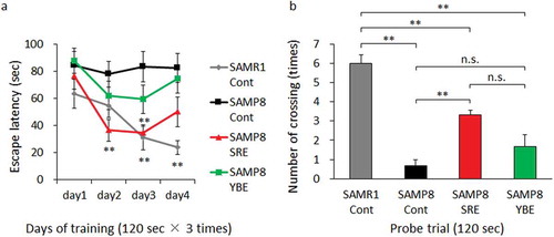 Figure 2. Effect of SRE consumption on spatial learning and memory in SAMP8. Control diet-fed SAMR1 (SAMR1-Cont), control diet-fed SAMP8 (SAMP8-Cont), SRE diet-fed SAMP8 (SAMP8-SRE) and YBE diet-fed SAMP8 (SAMP8-YBE) mice were subjected to the Morris water maze test after a 23-week dietary experimental period to assess spatial learning and memory. (a) Escape latency was used as a measure of spatial learning in the training trial. (b) The number of crossings over the area where a platform had previously been placed was used as a measure of spatial learning and memory in the probe trial. Data are expressed as means ± standard errors of the means; n = 6; **p < 0.01; n.s.: not significant.
