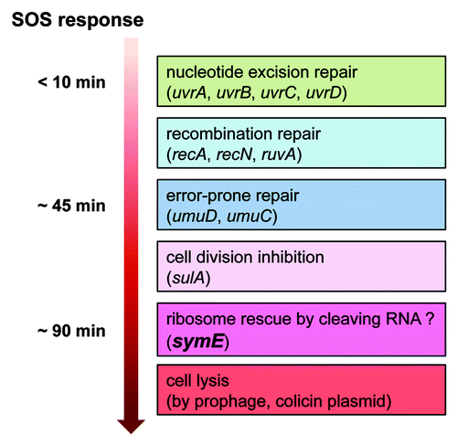 Figure 4. Model for timing of SymE synthesis during the SOS response. The SOS genetic network consists of more than 40 genes in E. coli that carry out diverse functions in response to DNA damage, including nucleotide excision repair, homologous recombination, translesion DNA replication, and cell division arrest. The network is controlled by the LexA repressor that downregulates itself and the expression of the other SOS genes, but the peak timing of the induced protein levels seems to be different. SymE protein synthesis may occur at the late stage of the SOS response but before cell lysis. It is suggested that SymE promotion of RNA cleavage may be important for ribosome rescue by recycling of RNAs damaged under SOS-inducing conditions.