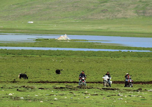 Photo 3. A group of Bar-headed geese (Anser indicus) and black-necked crane (Grus nigricollis) share the same alpine wetland with domestic grazing yaks (Bos grunniens) during growing season. Local herders gradually changed from pastoral production to ecological protection. Taken July 2019 in the Longbaotan National Nature Reserve, Yushu, Qinghai Province. Photographer: Xinquan Zhao.
