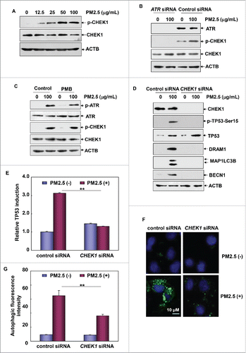 Figure 7. CHEK1 was the downstream target of ATR that mediated TP53-dependent autophagy in Beas-2B cells under PM2.5 exposure. (A) Beas-2B cells were treated as described in Fig. 1A, and the activation status of CHEK1 was determined. (B) Beas-2B cells were transfected with ATR siRNA or control siRNA and treated with PM2.5 (100 μg/mL) 36 h after transfection. The activation status of CHEK1 was determined 24 h after PM2.5 exposure. (C) Beas-2B cells were treated as described in Fig. 1F, and the activation status of the ATR-CHEK1 axis was determined 24 h after PM2.5 exposure. (D) Beas-2B cells were transfected with CHEK1 siRNA or control siRNA and then treated with PM2.5 (100 μg/mL) 36 h after transfection. The activation status of CHEK1 and TP53 and the expression levels of DRAM1, BECN1 and MAP1LC3B were examined 24 h after PM2.5 exposure. (E) Beas-2B cells stably transfected with TP53-dependent luciferase reporter were transfected with CHEK1 siRNA or control siRNA and exposed to PM2.5 (100 μg/mL) 36 h after transfection. The induction of TP53-dependent luciferase activity was determined 12 h after PM2.5 exposure (**, P < 0.01). (F and G) Beas-2B cells were transfected with CHEK1 siRNA or control siRNA and treated with PM2.5 (100 μg/mL) 36 h after transfection. Then, the autophagy signals were detected as described in Fig. 2C and 2D (**, P < 0.01). p, phosphorylated.