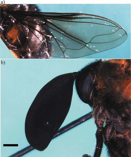 Figure 3. Photographs of the C. insignata ZSFQ-i5155 specimen. Wing (a) and head in lateral view showing the antenna (b). Scale bar: 1 mm. Abbreviations: A1, first branch of anal vein; bm, basal medial cell; br, basal radial cell; Cup, posterior cubital cell; d, discal cell; M1, first branch of medial vein; M2, second branch of medial vein; m-cu, medial cubital crossvein; m3, third medial cell; R1, anterior branch of radius; R2+3, second branch of radius; R4, upper branch of third branch of radius; R5, lower branch of third branch of radius; r4+5, r4+5 cell; r-m, radial-medial crossvein; 2 r-m, second radial-medial crossvein; Sc, subcostal vein. Photo credits: AGTR