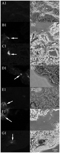 Figure 6. Fluorescence microscopy images (200×) of the tumor frozen slices for the blank group and experiment groups of the mice injected with QCPTN at 0.5, 1, 2, 4, 8 and 12 hours. A images are tumor frozen slices of blank group, B-G images are tumor frozen slices of the experiment groups which were picked at 0.5, 1, 2, 4, 8 and 12 hours, respectively. The left images are green fluorescence of QCPTN with C6 (pointed to by the arrows); the right images are observed from white light channel.