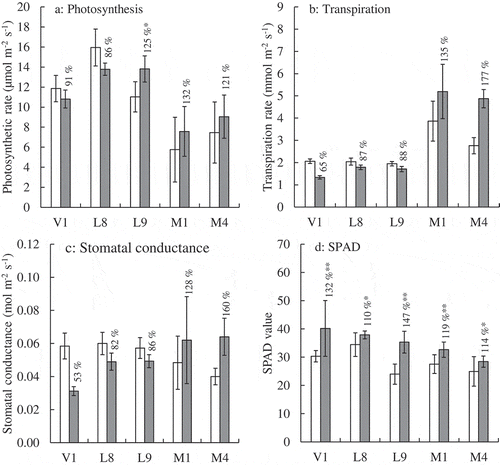 Figure 5. Effect of the NaCl treatment for physiological features of leaves. (a) Photosynthetic rate. (b) Transpiration rate. (c) Stomatal conductance. (d) SPAD value. White and gray bars indicate the control and NaCl-treated plants, respectively. Error bars indicate the standard deviation (Ph: n = 3 and SPAD value: n = 10). Numerals in the figure indicate percent of the control. Asterisks indicate significant difference between the control and the treated plants at the 0.01 (**) or 0.05 (*) probability level.