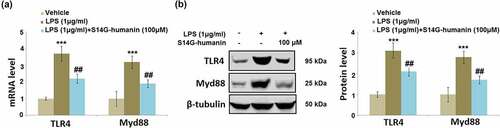 Figure 6. S14G-humanin reduced LPS-induced expression of TLR4/Myd88 in hDPCs. Cells were treated by LPS (1 μg/ml) with or without S14G-humanin (100 μM) for 6 hours. (a). mRNA of TLR4 and Myd88; (b). Protein levels of TLR4 and Myd88 (***, P < 0.001 vs. vehicle group; ##, P < 0.01 vs. LPS group)