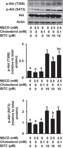 Figure 5. Impairment of the MβCD-induced inhibition of Akt phosphorylation by cholesterol supplementation. HCT-116 cells were pretreated with MβCD (2.5 mM) for 1 h and incubated with or without cholesterol (0.1 mM) for 1 h, followed by the treatment of BITC (10 μM) in the completed medium for 30 min. The phosphorylated and total proteins of Akt as well as actin were analyzed by Western blotting. All values were expressed as means ± SD of three separate experiments. Different letters above the bars indicate significant differences among the treatments for each condition (p < 0.05).