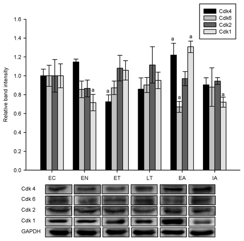 Figure 4. Cdk protein expression in ground squirrel liver comparing six stages of the torpor-arousal cycle. Sample western blots are shown for total Cdk 4, Cdk 6, Cdk 2, and Cdk 1 proteins and for the housekeeping protein, GAPDH. Data are means ± SEM, n = 4–5 independent trials on tissues from different animals. a - values were significantly different from corresponding EC values, p < 0.05.