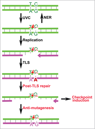 Figure 1. Responses to (6–4)PP. Most UVC-induced (6–4)PP (red triangle) will be repaired by NER. Unrepaired (6–4)PP are skipped by processive replication, necessitating to invoke error-prone TLS. Inadvertent TLS errors are excised by post-TLS repair. The resulting ss(6–4)PP patches induce checkpoint signaling and, during the subsequent cell cycle, can collapse (not shown). Error-free filling of the gaps induced by post-TLS repair mitigates the mutagenicity of UVC.