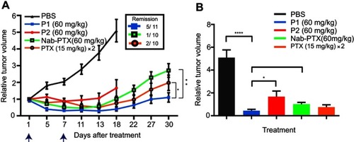 Figure 4 Treatment efficacy in mice bearing HeLa tumors. (A) The effect of the different treatments on HeLa tumors in mice was studied for 30 days. PTX containing P1 NPs, P2 NPs or nab-PTX were injected with 60 mg/kg PTX. Free PTX was injected twice (day 1 and 7); 15 mg/kg in each injection. The blue arrows indicate PTX injections. PBS was used as a control. Data are shown as mean±SEM (P1NPs: n=11; P2 NPs, nab-PTX and PTX: n=10). Statistical significance between the treatment groups was calculated using AUC of individual tumors. Error bars show SEM. Asterisks indicate statistical significance obtained by two-tailed unpaired t-test. *P<0.05, **P<0.005. (B) Relative tumor volume at day 18 after the treatment plotted before two treatment groups were discontinued due to very large tumors. Statistical significance was determined using two-tailed unpaired t-test. Error bars show SEM. Asterisks indicate level of significance of each data set (n=12 [PBS], n=11 [P1], n=10 [P2, nab-PTX, PTX]). *P<0.05, **P<0.005, ****P<0.0001.