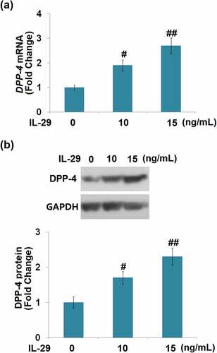 Figure 4. Interleukin-29 increased the expression of dipeptidyl peptidase-4 in human C-28/I2 chondrocytes. Cells were stimulated with IL-29 (0, 10, 15 ng/mL) for 24 hours. (a). DPP-4 mRNA expression; (b). DPP-4 protein expression (#, ##, P < 0.05, 0.01 vs. vehicle).