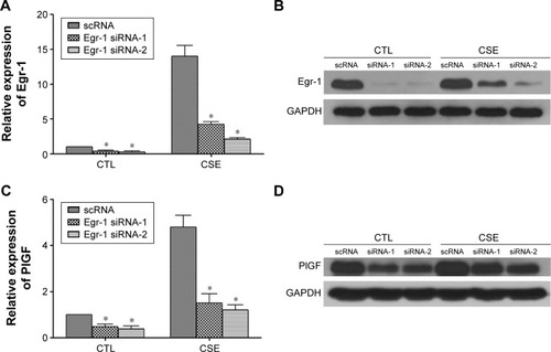 Figure 3 siRNA for Egr-1 suppresses CSE-induced Egr-1 and PlGF mRNA and protein expression.