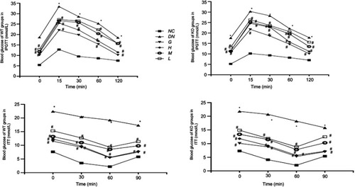 Figure 3 Effect of DMDD on IPGTT and ITT (n=6). NC: normal control, DN: diabetic nephropathy group, G: gliquidone group (10 mg.kg−1.d−1), H: high dosage of DMDD group (50 mg.kg−1.d−1), M: medium dosage of DMDD group (25 mg.kg−1.d−1), L: low dosage of DMDD group (12.5 mg.kg−1.d−1). *P<0.05: compared with the normal control groups. #P<0.05: compared with the diabetic nephropathythy groups.