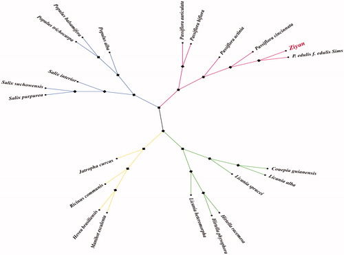 Figure 1. Phylogenetic tree based on 22 complete cp genome sequences. Accession numbers: Populus alba (NC_008235.1), Populus trichocarpa (NC_009143.1), Populus balsamifera (NC_024735.1), Salix purpurea (NC_026722.1), Salix suchowensis (NC_026462.1), Salix interior (NC_024681.1), Manihot esculenta (NC_010433.1), Hevea brasiliensis (NC_015308.1), Ricinus communis (NC_016736.1), Jatropha curcas (NC_012224.1), Hirtella physophora (NC_024066.1), Hirtella racemosa (NC_024060.1), Licania heteromorpha (NC_024062.1), Licania alba (NC_024064.1), Licania sprucei (NC_024065.1), Couepia guianensis (NC_024063.1), Ziyan (MT_140635), P. edulis f. edulis Sims (KX290855.1), Passiflora cincinnata (KY820583.1), Passiflora actinia (MF807934.1), Passiflora auriculata (MF807936.1), Passiflora biflora (MF807937.1).