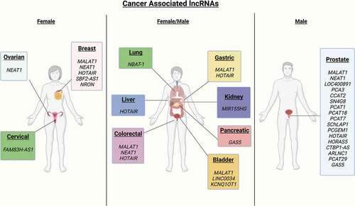 Figure 1. Cancer associated lncRNAs. Key lncRNAs associated with various cancers are highlighted as to the body tissue and cancer type