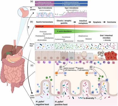 Figure 1. The interplay between Helicobacter pylori and gastrointestinal (GI) microbiota