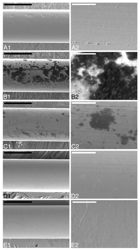 Figure 3. Scanning Electron Microscopy of stainless steel wires. a: uncontaminated, b-e: incubated with 10% hamster brain homogenate infected with the 263K prion strain and treated with 224 μg mL−1 Fe3+, 500 μg mL−1 h−1 H2O2, pH = 3.5, UV-A for 0, 240, 360, and 480 min respectively. White bar: 200μm, black bar: 20 μm. Panels to the right (A2-E2) are close ups of respective areas of the left column (A1-E1).