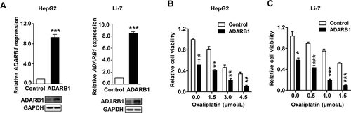Figure 4 ADARB1 profoundly enhanced oxaliplatin sensitivity. (A) Over-expression of mRNA and protein levels of ADARB1 in HepG2 or Li-7 cell lines. Forced expression of ADARB1 promoted antineoplastic efficiency of oxaliplatin in HepG2 cells (B) or Li-7 cells (C). All experiments were performed in triplicates in three independent transfection experiments and each value represents mean ± SD. *P < 0.05, **P < 0.01, ***P < 0.001.