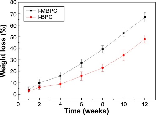 Figure 4 Weight loss of l-MBPC and l-BPC scaffolds into PBS.Abbreviations: l-MBPC, Li-containing mesoporous bioglass/mPEG-PLGA-b-PLL composite; l-BPC, Li-containing bioglass/mPEG-PLGA-b-PLL composite; PBS, phosphate-buffered saline.