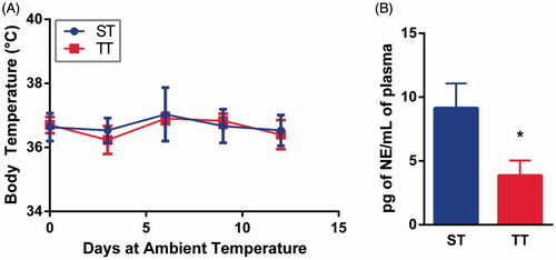 Figure 1. Body temperature does not change in mice housed at ST and TT, but plasma norepinephrine levels are increased in mice maintained at ST. (A) Core body temperature of mice housed at ST and TT for 12 days. No significant differences by two-way ANOVA; n = 3. (B) Plasma levels of norepinephrine from mice acclimated to ST and TT for 14 days. *p < 0.05 by Student’s t-test; n = 8.