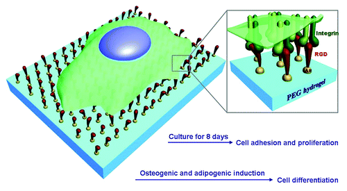 Figure 1. Schematic presentation of stem cells on RGD nanopatterns with a non-fouling background. RGD ligands are grafted onto gold nanodots, which are covalently bound to a PEG hydrogel. Integrins as the receptors of RGD will be linked to the nanodots after cell culture. The pre-designed nanospacing then determines the nanospacing of integrins, and might regulate adhesion, proliferation, and differentiation of MSCs.