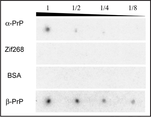 Figure 4 Evaluation of the specificity of clone 4–9 by aptamer blotting. Images of chemiluminescence detection are shown. On the left, the immobilized proteins are indicated. The upper number shows the quantitative ratio of proteins immobilized on the membrane. “1” means 1 pmol proteins in the case of α-PrP, Zif268 and BSA, whereas “1” means 4 pmol proteins in the case of β-PrP.