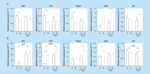 Figure 1.  mRNA expression of Igf2, H19, Plagl1, Igf2r and Igf1 genes in offspring liver, (A) at D0, (B) at D21 (mean ± sem).###p < 0.001; ####p < 0.0001 (effect of methyl donor supplementation, two-way ANOVA).*p < 0.05; **p < 0.01. (Bonferroni post hoc comparisons) (n = 8/group).