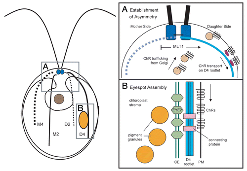 Figure 1 Eyespot placement and assembly in Chlamydomonas. Left: Diagram showing cytoarchitecture of a Chlamydomonas cell. The basal bodies (small blue circles) nucleate the flagella and sets of two- and four-membered microtubule rootlets. The M2 and M4 rootlets are inherited from the mother cell, whereas the D2 and D4 rootlets are newly formed in the daughter cell. The asymmetrically-placed eyespot (large orange ellipse) is associated with the D4 rootlet and positioned near the cell equator. (A) Simplified working model of asymmetric photoreceptor localization. Channel-rhodopsin (ChR) photoreceptors traffic on endomembrane vesicles from the Golgi to the plasma membrane. MLT1 directs ChRs to the daughter side, where photoreceptors are transported by motor proteins (dark violet ellipses) along the D4 rootlet. (B) Simplified working model of eyespot assembly. ChRs form a patch in the plasma membrane. Rootlet or ChR-associated cues guide formation of a patch of EYE2 in either the inner or outer chloroplast envelope membrane, which nucleates formation of eyespot pigment granule arrays. Specialized proteins in the eyespot establish and maintain connections between the chloroplast envelope and plasma membrane. CE, chloroplast envelope; PM, plasma membrane.