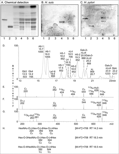Figure 9. Characterization of H. suis binding glycosphingolipids from pig stomach. A. Thin-layer chromatogram after detection with anisaldehyde B. Autoradiogram obtained by binding of 35S-labeled H. suis (HS5) at pH 7.2. C. Autoradiogram obtained by binding of 35S-labeled H. pylori strain J99 wt at pH 7.2. The glycosphingolipids were separated on aluminum-backed silica gel plates, using chloroform/methanol/water 60:35:8 (by volume) as solvent system. Lanes 1–4 were total non-acid glycosphingolipids isolated from the stomach of four individual pigs, 40 µg/lane. D-G. LC-ESI/MS of the oligosaccharides obtained by digestion of the non-acid glycosphingolipid fraction of pig stomach (shown in chart A, lane 2) with Rhodococcus endoglycoceramidase II. D. Base peak chromatogram from LC-ESI/MS of the oligosaccharides derived from the non-acid glycosphingolipid fraction of pig stomach. E. MS2 spectrum of the ion at m/z 706 (retention time 14.2 min). F. MS2 spectrum of the ion at m/z 706 (retention time 18.3 min). G. MS2 spectrum of the ion at m/z 706 (retention time 18.5 min). H. Interpretation formulas showing the deduced oligosaccharide structures. Gb3, Galα4Galβ4Glc; Gb4, GalNAcβ3Galα4Galβ4Glc; A6-1, GalNAcα3(Fucα2)Galβ3GlcNAcβ3Galβ4Glc; Ley-6, Fucα2Galβ4(Fucα3)GlcNAcβ3Galβ4Glc; H5-1, Fucα2Galβ3GlcNAcβ3Galβ4Glc; L4, Galβ3GlcNAcβ3Galβ4Glc; nL4, Galβ4GlcNAcβ3Galβ4Glc; H5-2, Fucα2Galβ4GlcNAcβ3Galβ4Glc; Galα3-nLc4, Galα3Galβ4GlcNAcβ3Galβ4Glc; x2, GalNAcβ3Galβ4GlcNAcβ3Galβ4Glc; Galα3-nLc4, Galα3Galβ4GlcNAcβ3Galβ4GlcNAcβ3Galβ4Glc; GbA, GalNAcα3(Fucα2Galβ3GalNAcβ3Galα4Galβ4Glc.