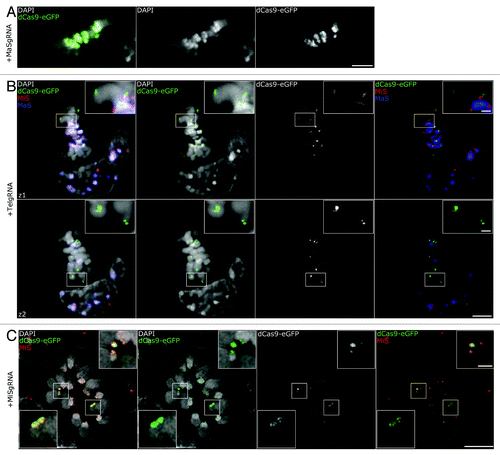 Figure 3. Association of gRNA/dCas9-eGFP to chromatin in mitotic cells. (A) Confocal optical section of a metaphase plate shows successful targeting of MaSgRNA/dCas9-eGFP. Note the robust eGFP signals at the CCs (DAPI bright regions, middle panel). Bar, 5 µm. (B) Two confocal optical sections (z1, z2) of a multicolor immuno-FISH stained metaphase show TelgRNA/dCas9-eGFP signals at the ends of chromosomes. The Integrity of (peri-) centromeric chromatin (MaS, MiS) is not compromised. Bar, 5 µm; insets, 1 µm. (C) Metaphase plate of a MiSgRNA/dCas9-eGFP expressing cell after immuno-FISH with MiS probe (red) acquired via 3D-SIM. Note the overlap between MiS probe and dCas9-eGFP. Bar, 5 μm; insets, 1 µm.