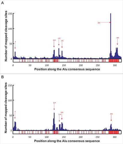 Figure 2. Histogram of gene end positions along the reference Alu sequence in sense orientation. Red arrows mark hotspots. Positions with adenine in the reference Alu sequence are marked by red bars at the bottom bar. (A) EoG-Alu elements based on the hg38 human genome annotations. (B) EoG-Alu elements based on the APADB database.
