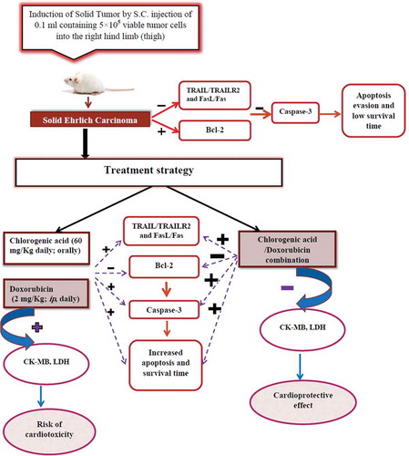 Figure 7. Schematic representation of antitumor and cardioprotective effect of chlorogenic acid.