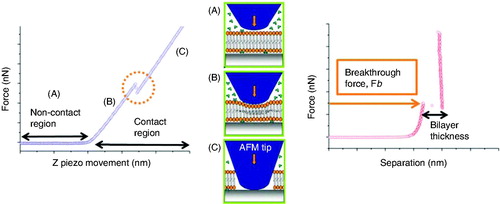 Figure 3. Probing the mechanical stability of a lipid bilayer with AFM-FS. (Left) typical plot of the vertical force versus the vertical piezo movement towards the surface. Three different parts can be distinguished in the curve associated to the progression described in the cartoons: (a) the AFM tip and sample are not yet in mechanical contact, (b) the tip elastically deforms the lipid bilayer, and (c) the tip ruptures the bilayer and becomes in contact with the mica substrate. In the right graph, force is represented versus tip-sample separation, where the force at which the bilayer ruptures, the breakthrough force Fb, is highlighted. With this kind of plot, bilayer thickness can be measured.