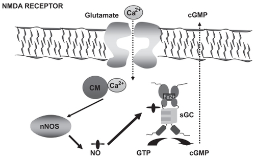 Figure 1 The glutamate–NO–cGMP pathway. Activation of ionotropic (mainly NMDA) glutamate receptors leads to increased intracellular calcium (Ca2+) which, after binding to calmodulin (CM), activates neuronal nitric oxide synthase (nNOS) leading to increased production of NO, which in turn activates soluble guanylate cyclase (sGC), resulting in increased formation of cyclic 3′-5′-guanosine monophosphate (cGMP) from guanosine-5′-triphosphate (GTP). Part of the cGMP formed is released to the extracellular space.